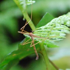 Tricyphona