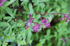Corydalis caucasica