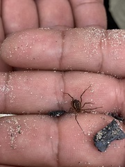 Holovonones compressus