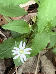 Stellaria corei