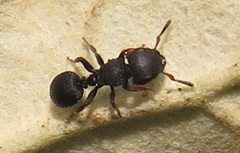 Cataulacus wissmannii