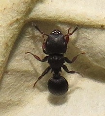 Cataulacus wissmannii