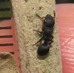 Cataulacus wissmannii