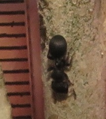 Cataulacus wissmannii