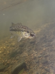 Micropterus treculii