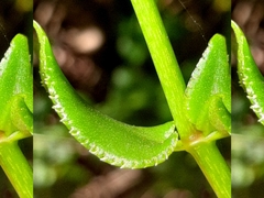 Crassula sarmentosa