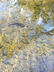 Micropterus treculii