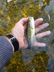 Micropterus treculii