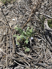 Phacelia stellaris