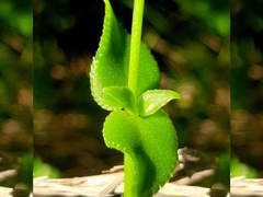 Crassula sarmentosa