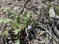 Phacelia stellaris