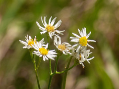 Erigeron vernus