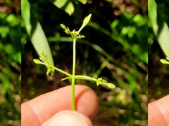 Crassula sarmentosa