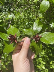 Calycanthus floridus