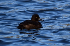 Aythya fuligula