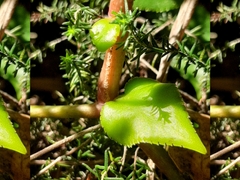 Crassula sarmentosa