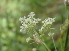 Anthriscus sylvestris