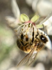 Apis mellifera