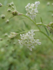 Anthriscus sylvestris