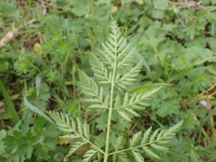 Anthriscus sylvestris