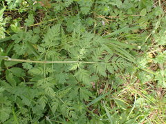 Anthriscus sylvestris
