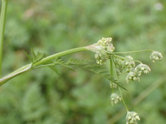 Anthriscus sylvestris