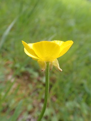 Ranunculus bulbosus