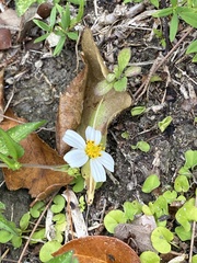 Bidens alba
