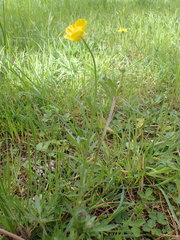 Ranunculus bulbosus