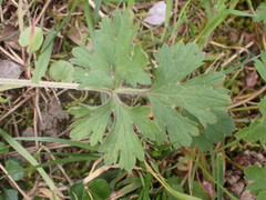 Ranunculus bulbosus