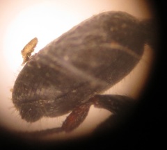 Cataulacus wissmannii