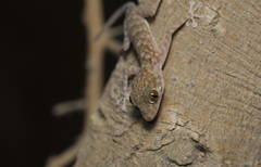 Ptyodactylus