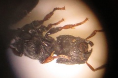 Cataulacus wissmannii