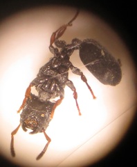 Cataulacus wissmannii