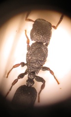 Cataulacus wissmannii