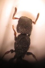 Cataulacus wissmannii