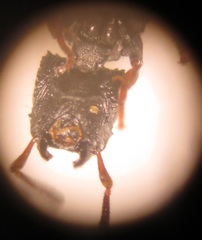 Cataulacus wissmannii