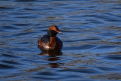 Podiceps auritus