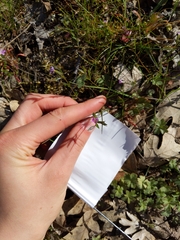 Microsteris gracilis