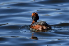 Podiceps auritus