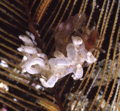 Image of Eubranchus cucullus