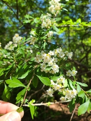 Crataegus spathulata