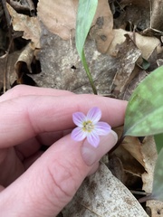 Claytonia caroliniana