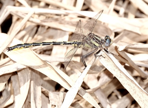 Oklahoma Clubtail photo 5