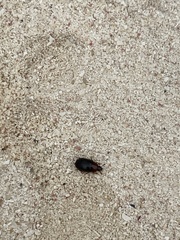 Diaperinae