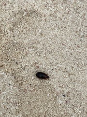 Diaperinae