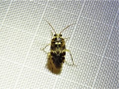 Tropidosteptes quercicola