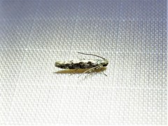 Coleotechnites florae