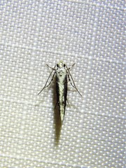 Coleotechnites florae