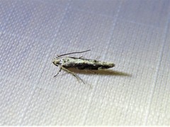 Coleotechnites florae